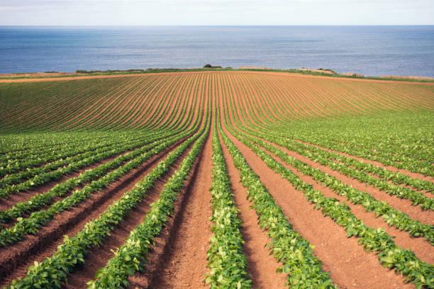 Certification GlobalG.A.P. : Valorisez vos Bonnes Pratiques Agricoles !